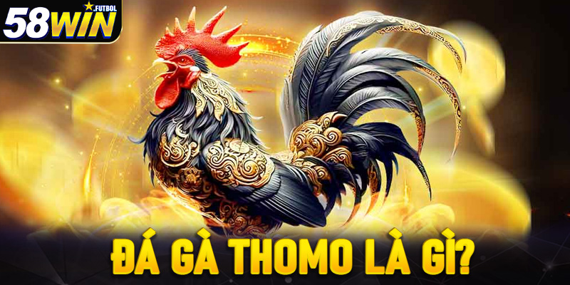 Đá gà thomo là gì?