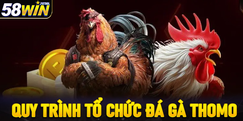 Quy trình tổ chức trong trận đá gà Thomo