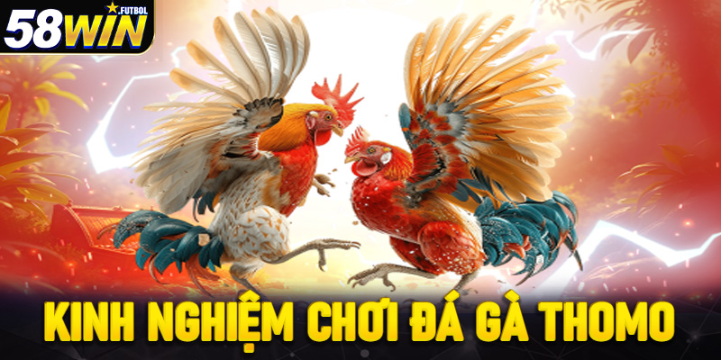 Kinh nghiệm chơi đá gà Thomo trúng lớn từ lần đầu cá cược